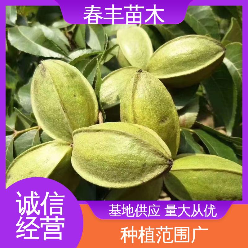 春丰苗木 碧根果嫁接苗2公分粗 产量高 移栽种植 高存活率