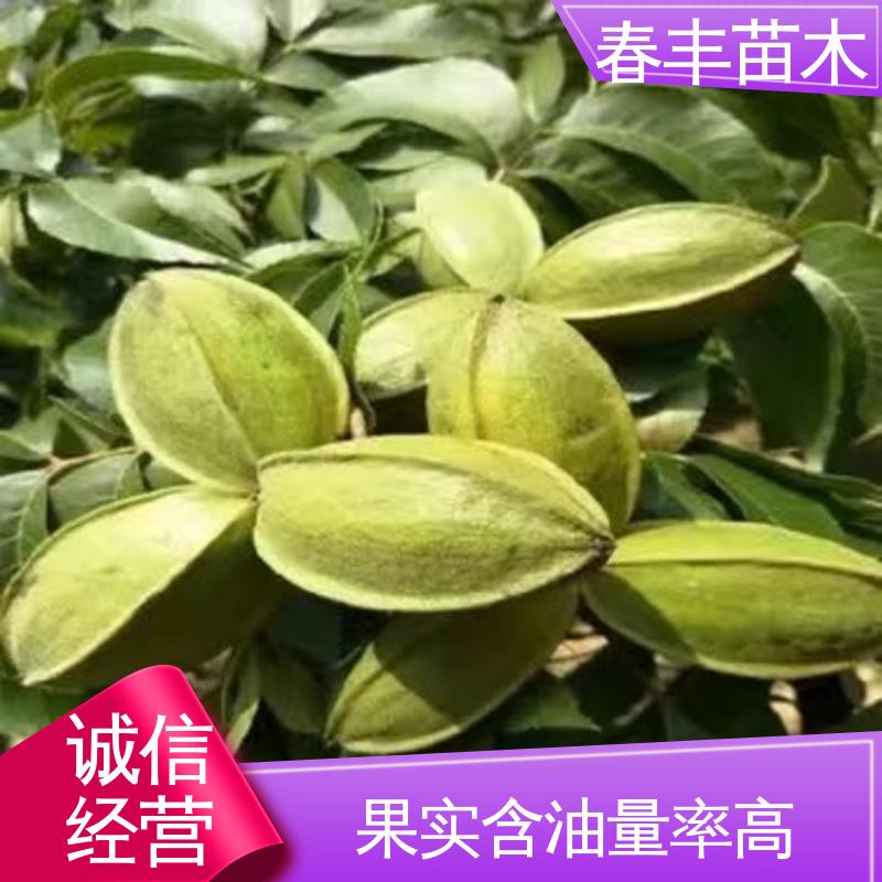 春丰苗木 碧根果三年苗1米高 多品种 果材兼用 易成活