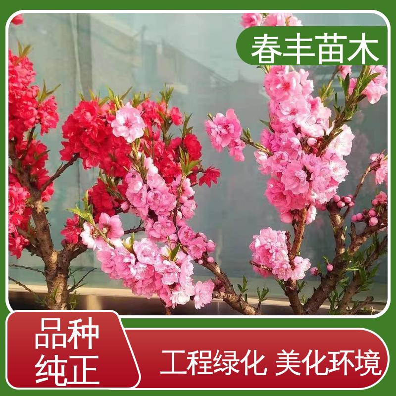 春丰苗木 基地供应 粉花碧桃5-9公分 花色艳丽动人