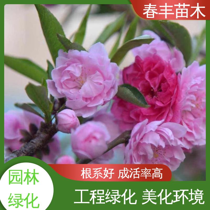 春丰苗木 基地现挖 五宝碧桃6-8公分 花瓣多 花朵大 