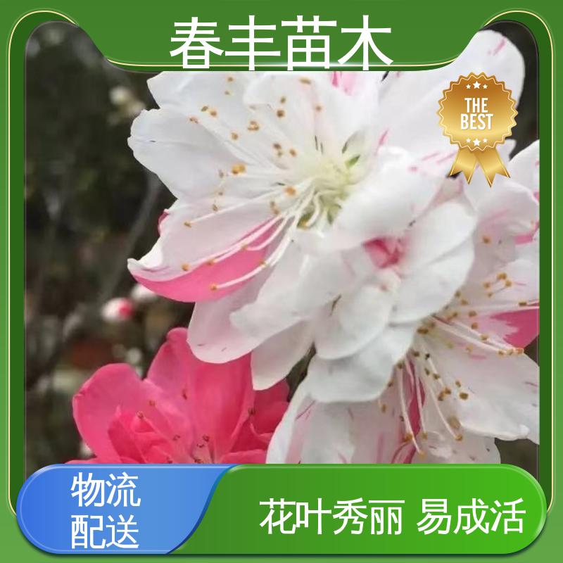 春丰苗木 基地供应 龙珠碧桃40元装车 花色艳丽动人