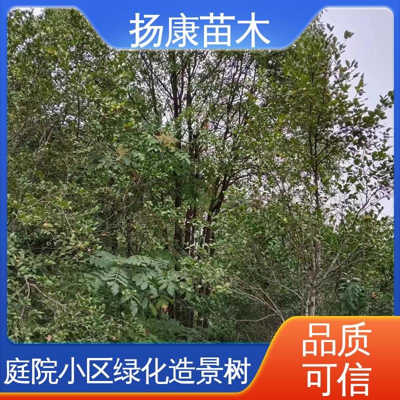 扬康苗木 基地供应 截杆移植香樟 园林绿化工程设计 精致美丽 易成活