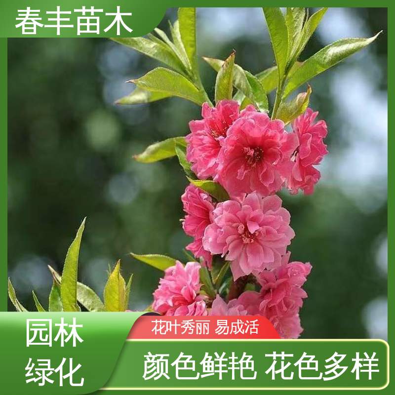 春丰苗木 基地现挖 龙柱碧桃6-8公分 成活率高 适应性强