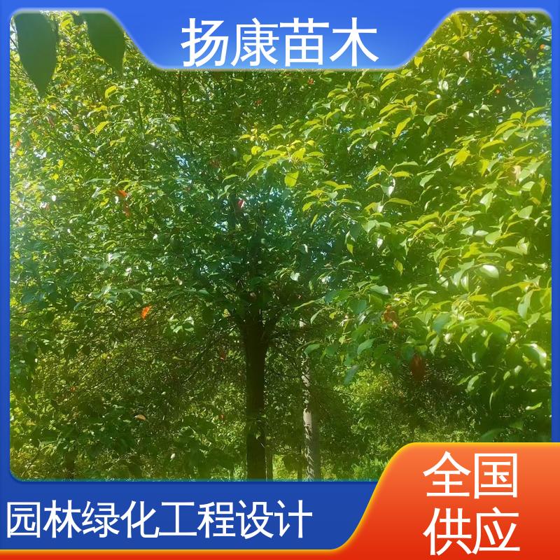 扬康苗木 基地供应 截杆移植香樟 绿化工程行道树 观赏价值高