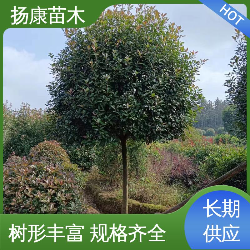 扬康苗木 基地供应 小楠 绿化工程行道树 高端大气美观