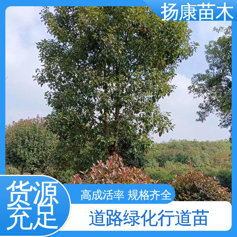 扬康苗木 基地供应 18公分乐 昌含笑 园林绿化工程设计 高端大气美观