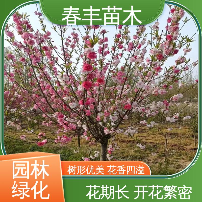 春丰苗木 基地供应 白碧桃 8-10公分 重花叠瓣 效果佳