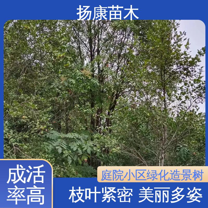 扬康苗木 20公分香樟 绿化工程行道树 造型优美 易成活