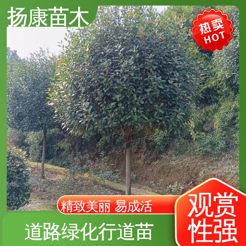 扬康苗木 基地供应 红叶石楠树 绿化工程行道树 高成活率 规格齐全