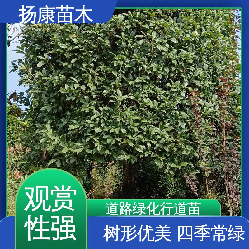 扬康苗木 基地供应 移植香樟 绿化工程改造苗 枝叶紧密 美丽多姿
