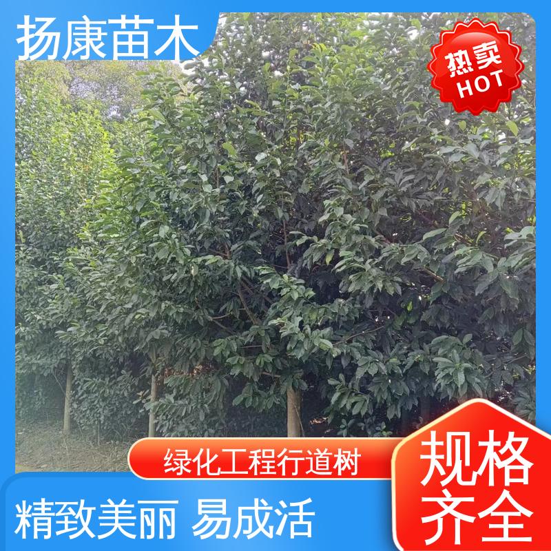 扬康苗木 四 川乐 昌含笑 园林绿化专用树 高成活率 规格齐全