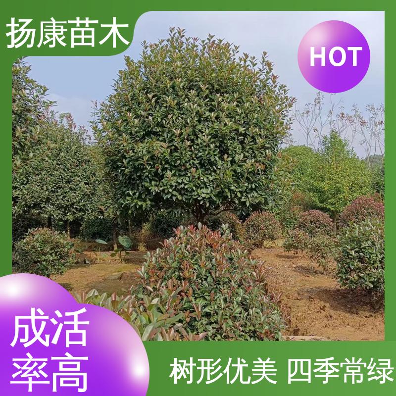 扬康苗木 红叶石楠 绿化工程行道树 环境适应性强