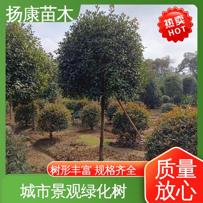 扬康苗木 基地供应 红叶石楠 城市景观绿化树 高端大气美观