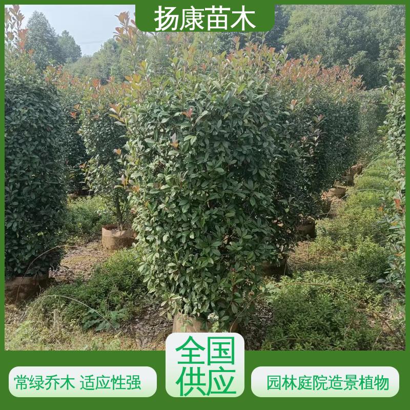 扬康苗木 基地供应 红叶石楠 园区道路绿化苗 适用性强 规格齐全