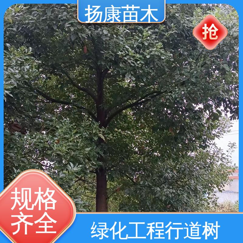 扬康苗木 四 川乐 昌含笑 园林庭院造景植物 枝叶紧密 美丽多姿