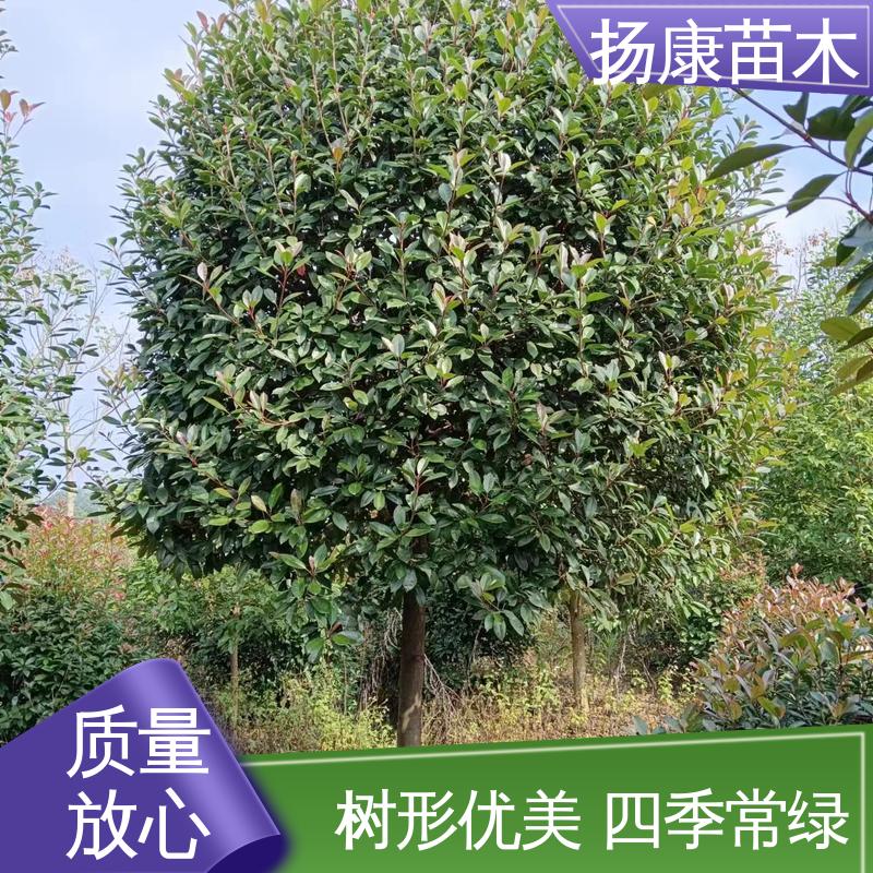 扬康苗木 基地供应 红叶石楠 园区道路绿化苗 高端大气美观