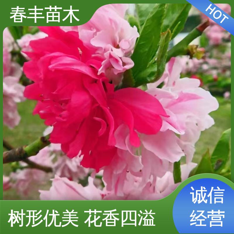 春丰苗木 基地现挖 碧桃30元打土球上车 颜色鲜艳 花色多样