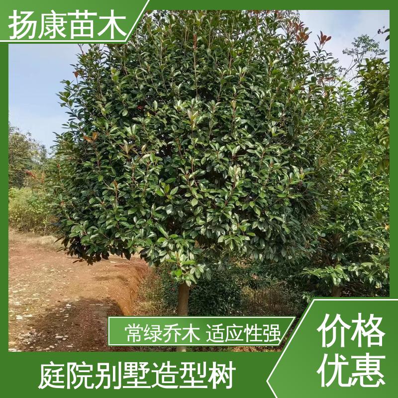 扬康苗木 基地供应 红叶石楠球 绿化工程专用苗 造型优美 易成活