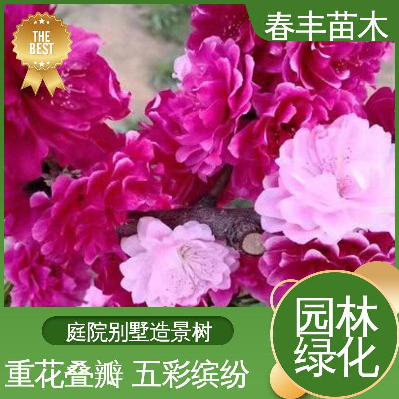 春丰苗木 基地供应 白花山碧桃6-8公分 质量合格 一条龙培育