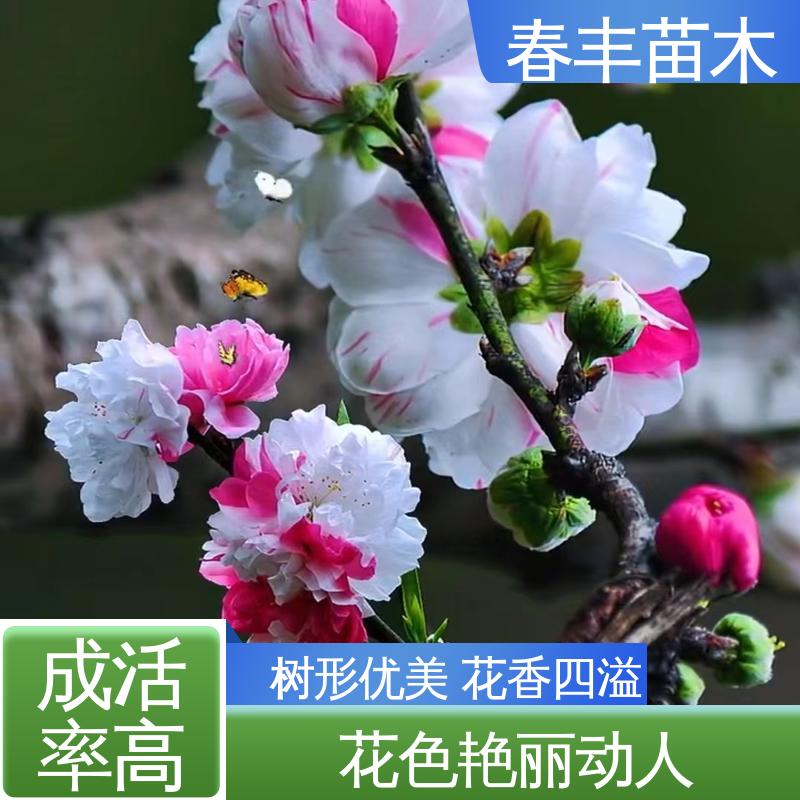 春丰苗木 基地现挖 碧桃 8-10公分 移栽种植 高存活率