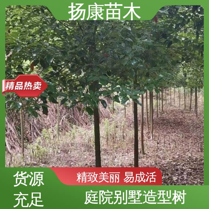 扬康苗木 基地供应 20公分开楼 城市景观绿化树 造型优美 易成活