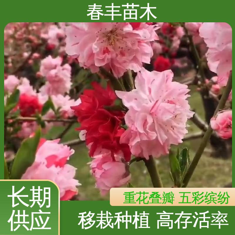 春丰苗木 基地供应 洒金碧桃50元上车价 颜色鲜艳 花色多样
