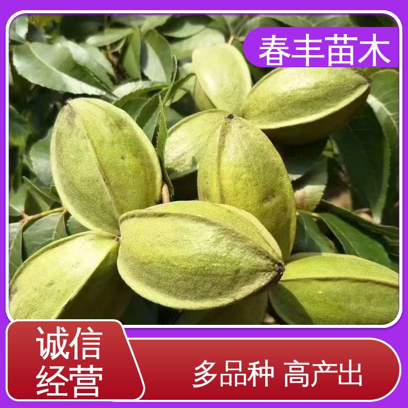 春丰苗木 碧根果杯苗基地生产 良种培育 根系发达 耐水湿