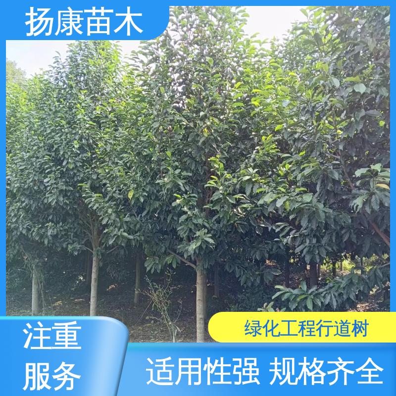 扬康苗木 基地供应 浙 江乐 昌含笑 绿化工程专用苗 树形丰富 成活率高