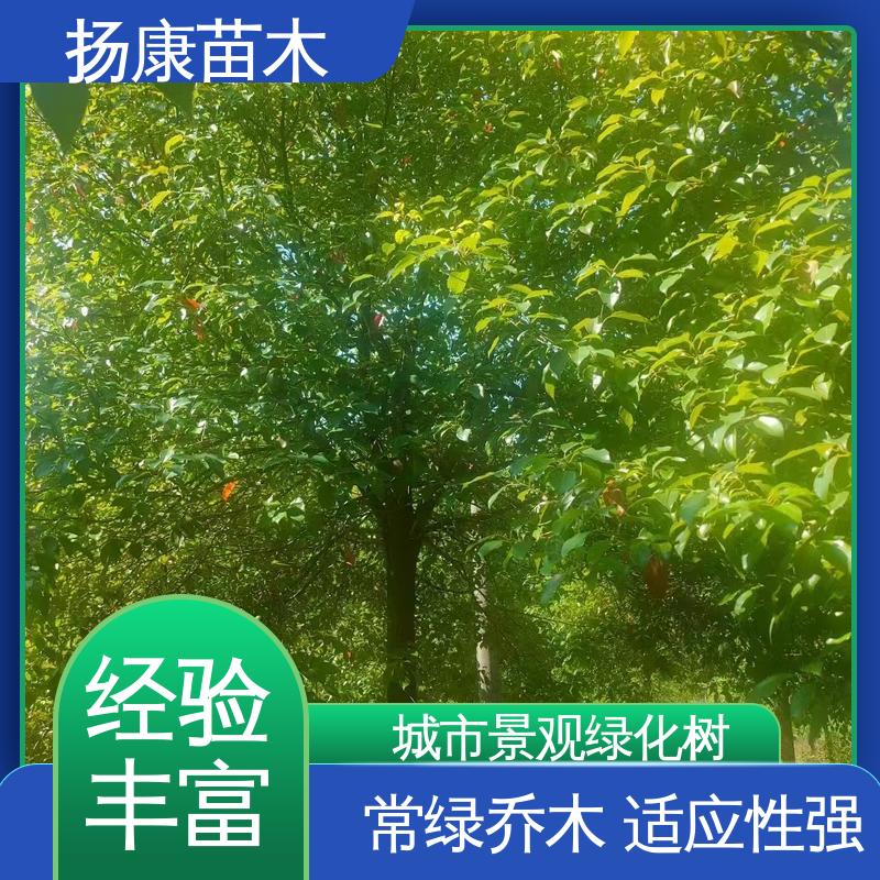 扬康苗木 基地供应 30公分香樟 绿化工程行道树 枝叶紧密 美丽多姿