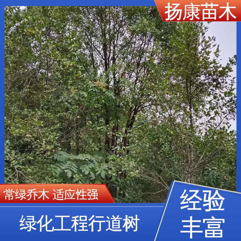 扬康苗木 基地供应 丛生香樟苗 道路绿化行道苗 造型优美 易成活