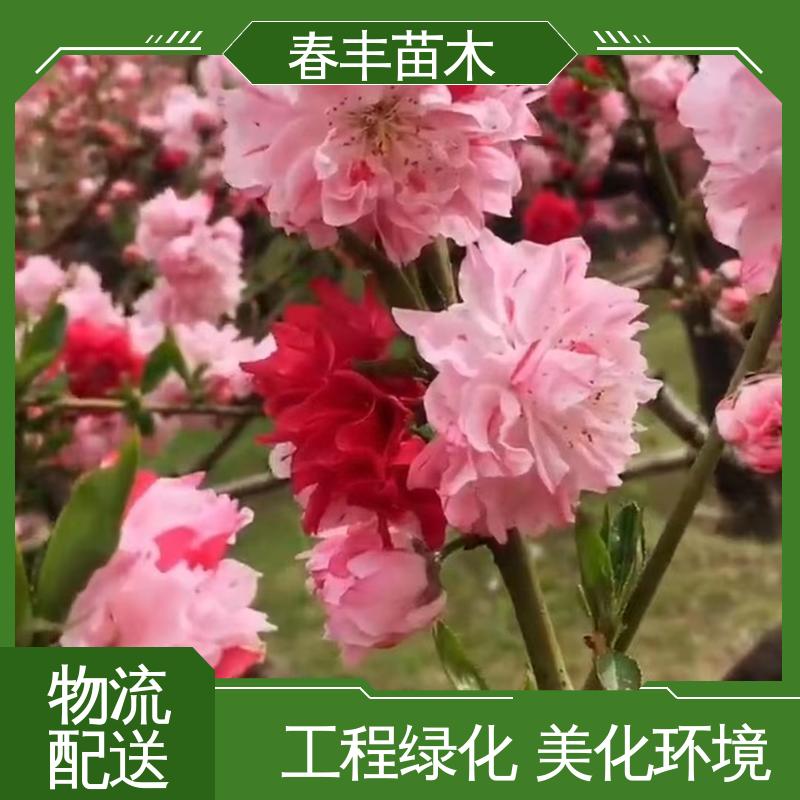 春丰苗木 基地现挖 帚桃6-8公分 质量合格 一条龙培育