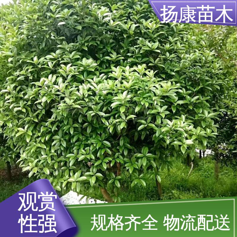 扬康苗木 精品桂花 园林绿化工程设计 树形优美 成活率高