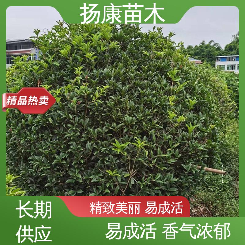 扬康苗木 基地供应 精品桂花 绿化工程专用苗 高端大气美观