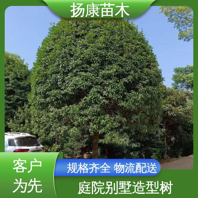 扬康苗木 基地供应 四季桂 月月桂 绿化工程专用苗 精致美丽 易成活