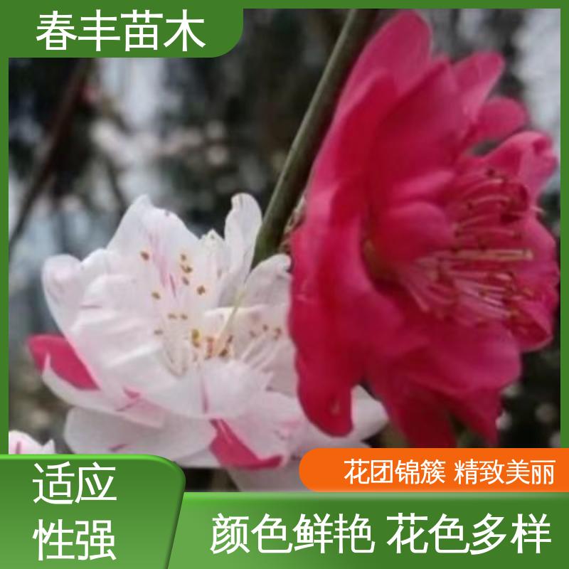 春丰苗木 基地现挖 山桃 8-10公分 颜色鲜艳 花色多样