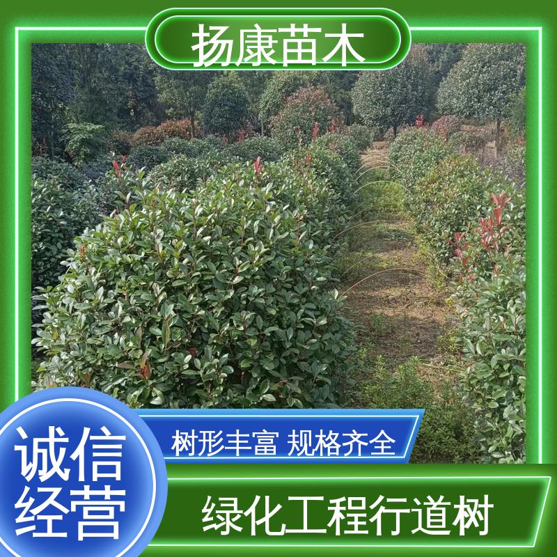 扬康苗木 红叶石楠 绿化工程专用苗 精致美丽 易成活
