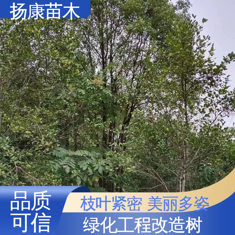 扬康苗木 基地供应 移植香樟 道路绿化行道苗 环境适应性强