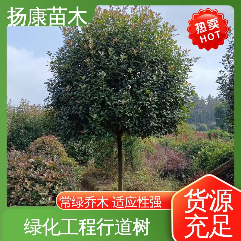 扬康苗木 基地供应 红叶石楠球 园林景区栽植 环境适应性强