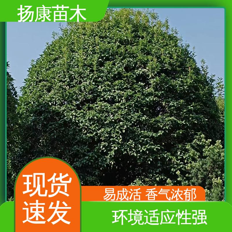 扬康苗木 基地供应 18公分精品木花树 绿化工程专用苗 环境适应性强