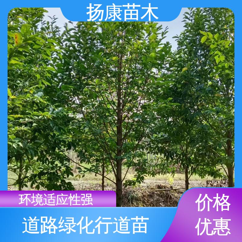 扬康苗木 基地供应 乐 昌含笑苗 新农村市政绿化工程改造苗 观赏价值高