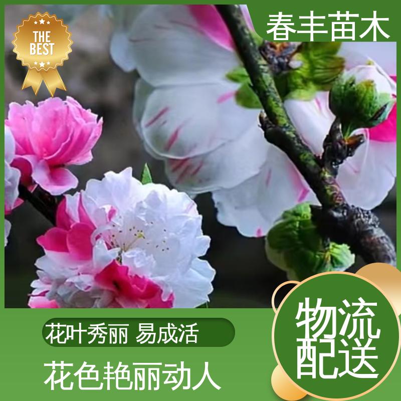 春丰苗木 基地现挖 青叶碧桃30元打土球上车 质量合格 一条龙培育
