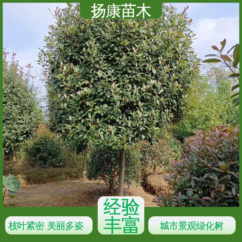 扬康苗木 基地供应 红叶石楠 园林景区栽植 环境适应性强
