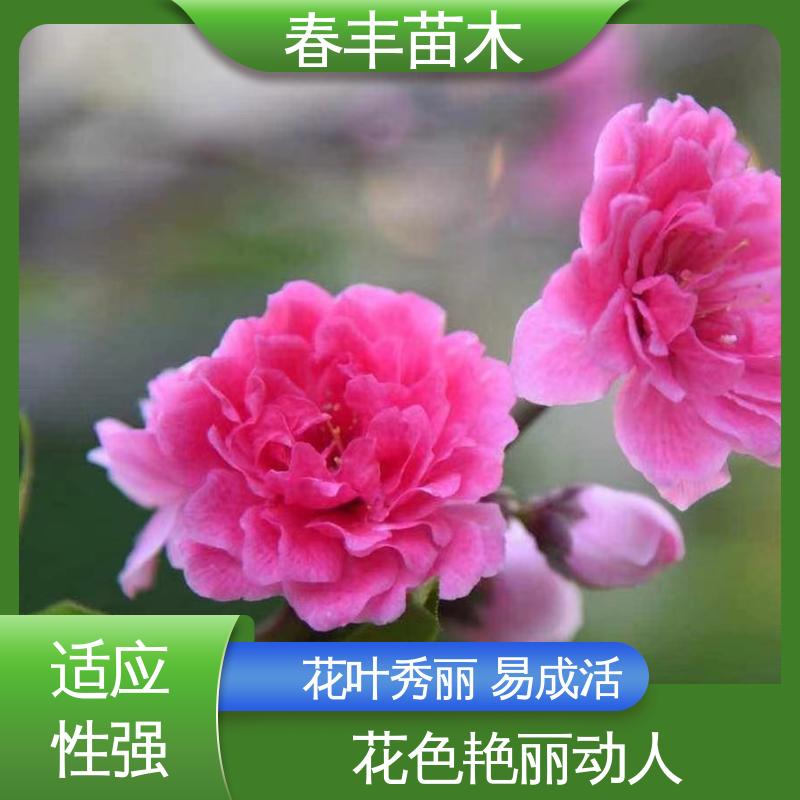 春丰苗木 基地现挖 簪粉6-8公分 移栽种植 高存活率