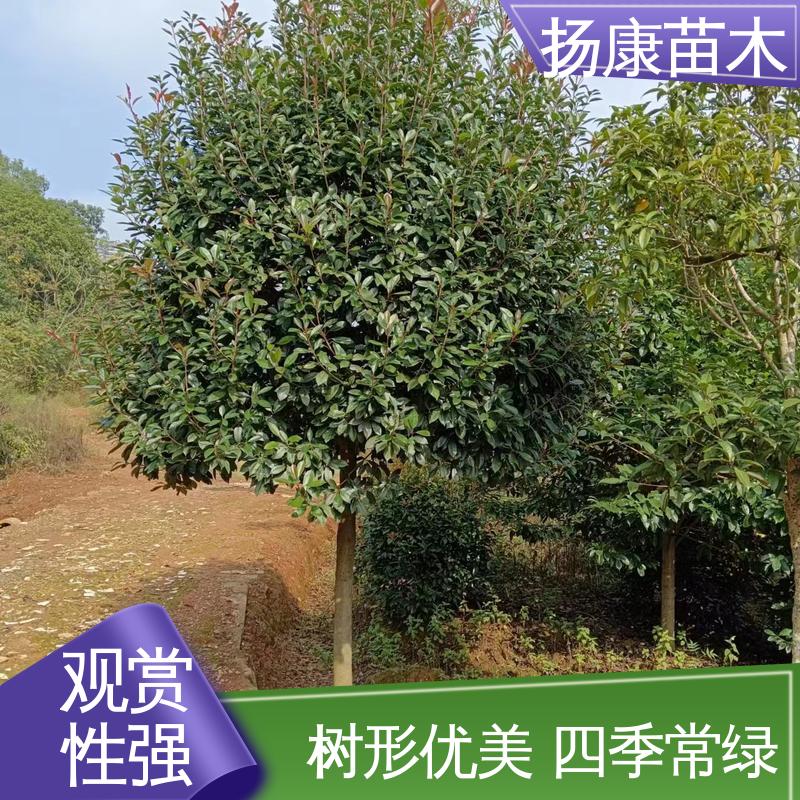 扬康苗木 纸石楠球 园林绿化专用树 树形丰富 成活率高