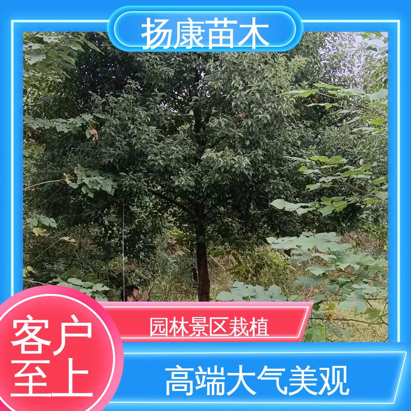 扬康苗木 20公分乐 昌合笑 园林景区栽植 高端大气美观