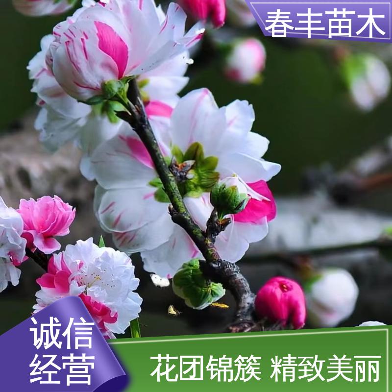 春丰苗木 基地供应 洒红龙柱桃 8-10公分 成活率高 适应性强