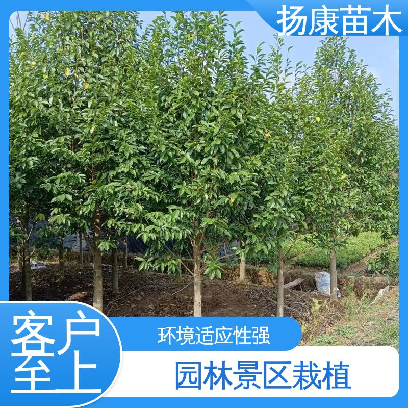 扬康苗木 15公分平 昌含笑 新农村市政绿化工程改造苗 环境适应性强