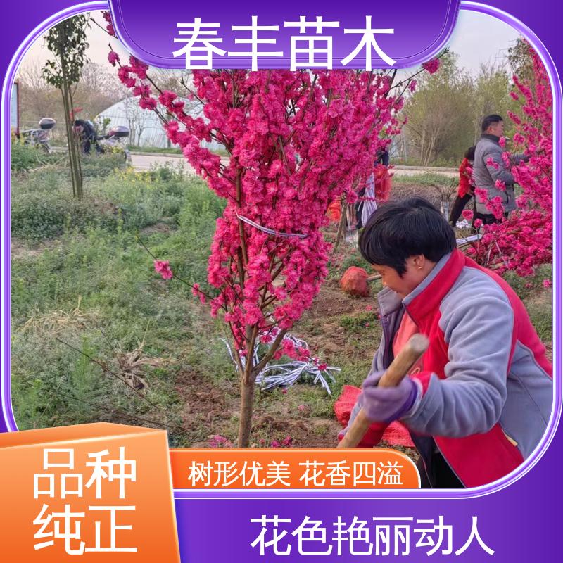春丰苗木 观赏桃苗2公分 绿化工程行道树 花叶秀丽 易成活