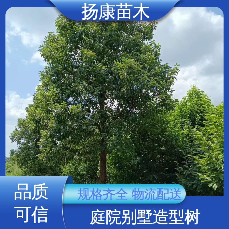 扬康苗木 基地供应 全冠香樟 园林绿化专用树 枝叶紧密 美丽多姿