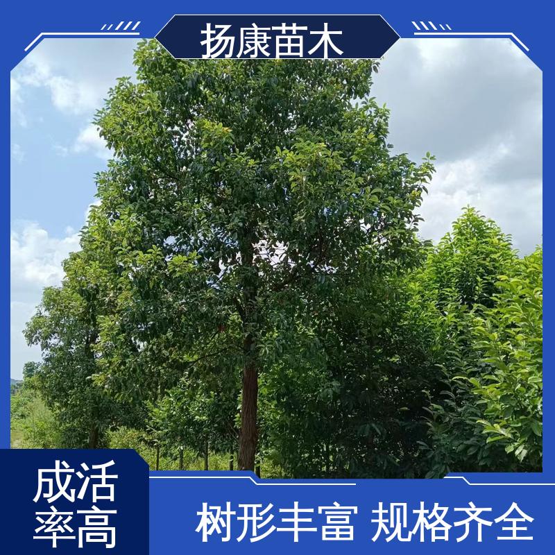 扬康苗木 移植香樟 绿化工程改造苗 造型优美 易成活